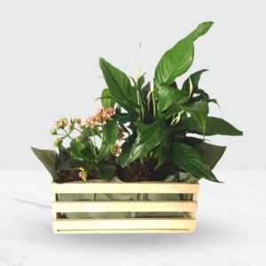 Mixed Plants in Box